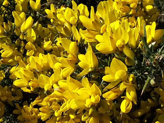 GORSE ON BARTINNEY HILL